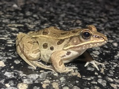Lithobates kauffeldi