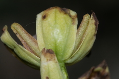 Ophrys fusca iricolor