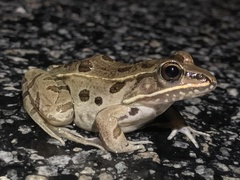 Lithobates kauffeldi