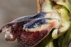 Ophrys fusca iricolor