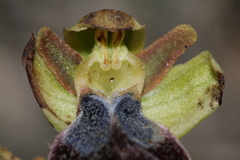 Ophrys fusca iricolor