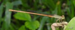 Ceriagrion olivaceum