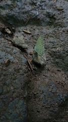Lycaenopsina
