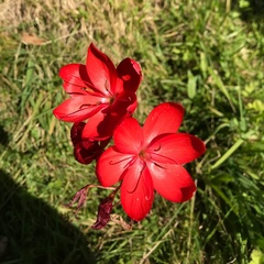 Hesperantha coccinea