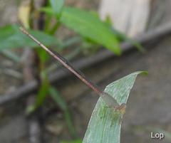 Ceriagrion olivaceum