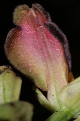 Ophrys fusca iricolor