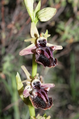 Ophrys mammosa