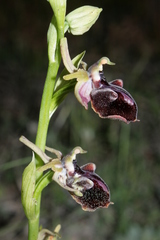 Ophrys mammosa