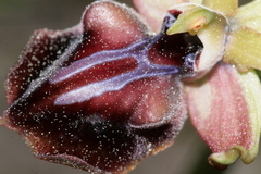 Ophrys mammosa