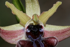 Ophrys mammosa