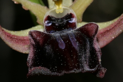 Ophrys mammosa