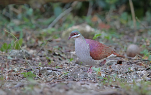 Colombe à joues blanches (Geotrygon chrysia)