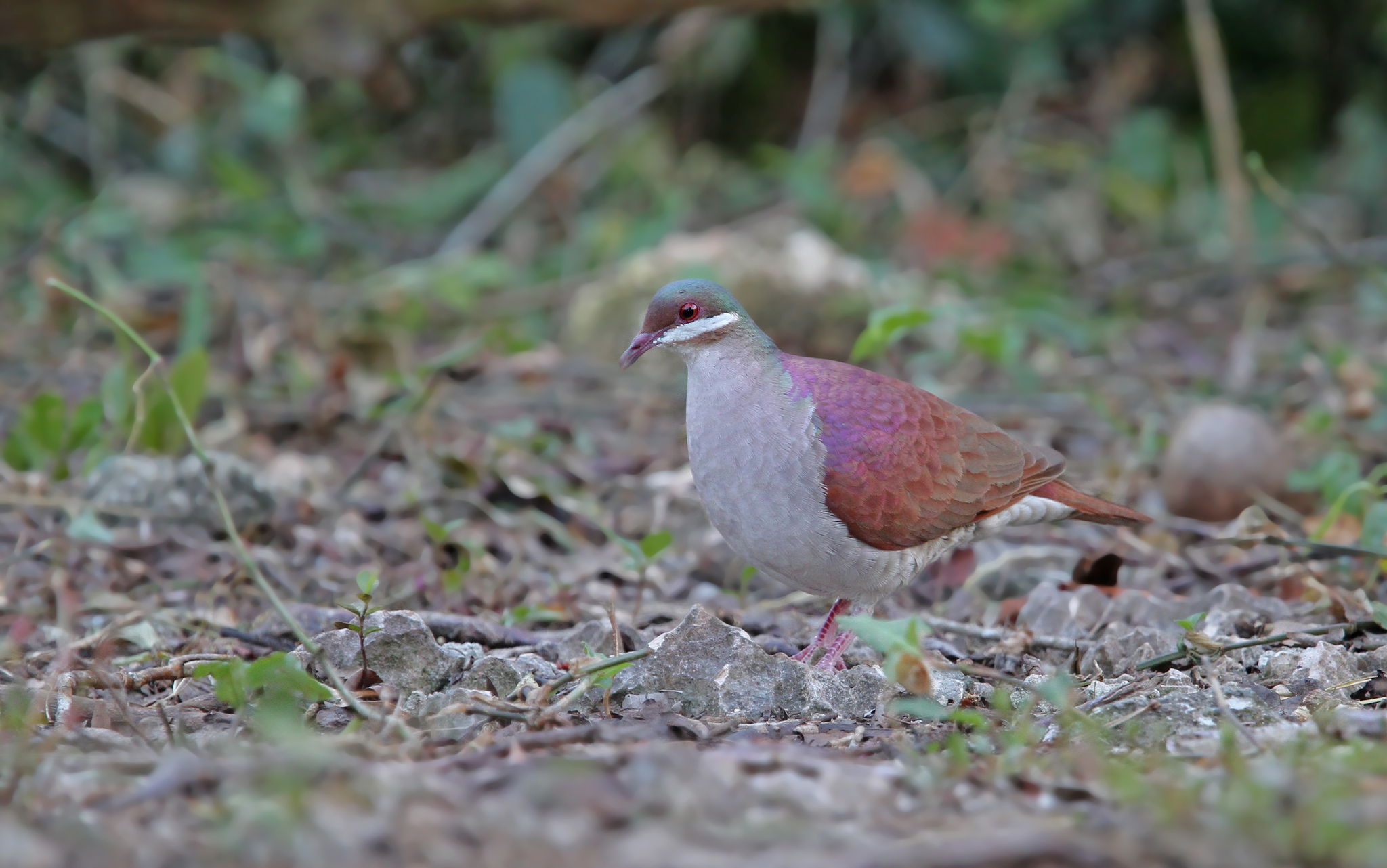 Key West Quail-Dove (Geotrygon chrysia)