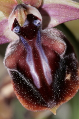 Ophrys mammosa