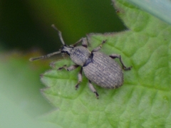 Otiorhynchus singularis