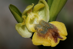 Ophrys sicula