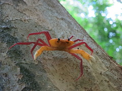 Madagapotamon humberti