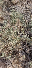 Anabasis articulata