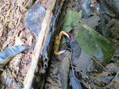 Madagapotamon humberti