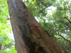 Madagapotamon humberti