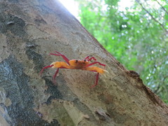 Madagapotamon humberti