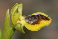 Ophrys sicula