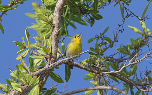 Oriente Warbler (Teretistris fornsi), photo 9