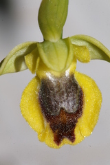 Ophrys sicula