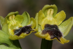 Ophrys sicula