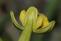 Ophrys sicula