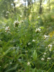 Persicaria sagittata