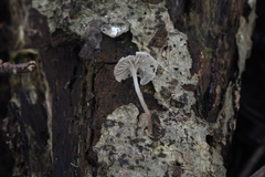 Mycena cinerella