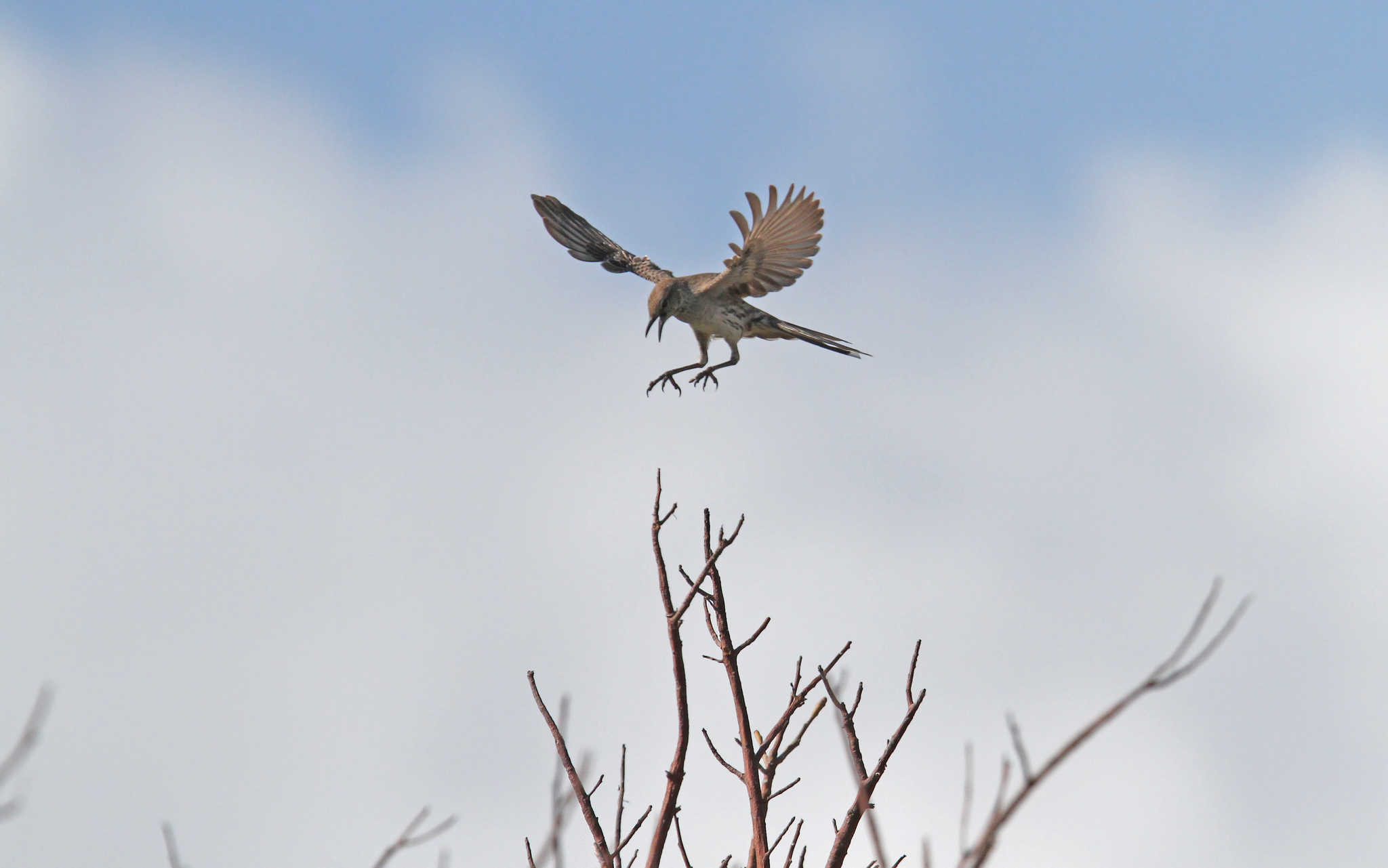 Bahama Mockingbird (Mimus gundlachii)