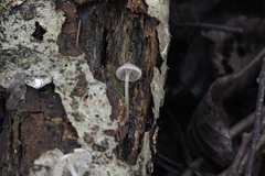Mycena cinerella