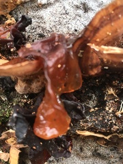 Phaeotremella frondosa