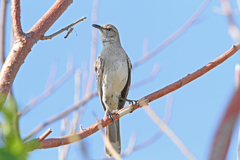Mimus gundlachii