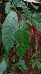 Ficus sinuata