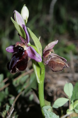 Ophrys ferrum-equinum