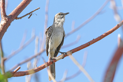 Mimus gundlachii