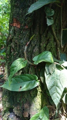 Ficus villosa