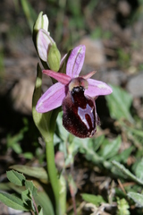 Ophrys ferrum-equinum