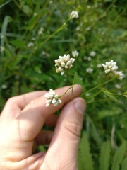 Persicaria sagittata