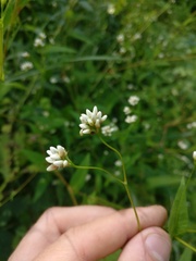 Persicaria sagittata