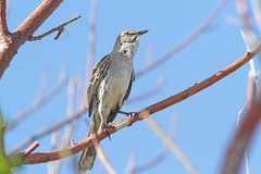 Mimus gundlachii