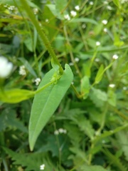 Persicaria sagittata