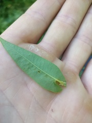 Persicaria sagittata