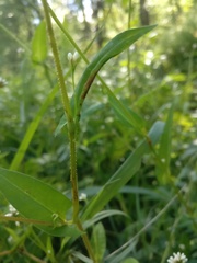 Persicaria sagittata