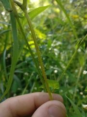 Persicaria sagittata