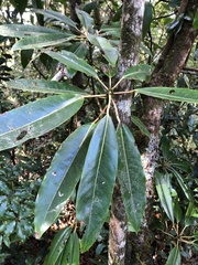 Daphniphyllum himalaense