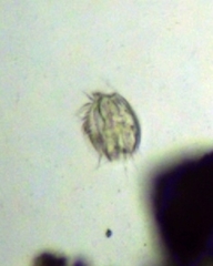 Euplotida